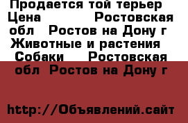 Продается той-терьер › Цена ­ 6 000 - Ростовская обл., Ростов-на-Дону г. Животные и растения » Собаки   . Ростовская обл.,Ростов-на-Дону г.